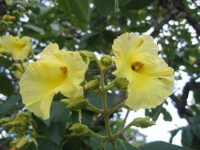 Pau-Terra Grande (Qualea grandiflora)
